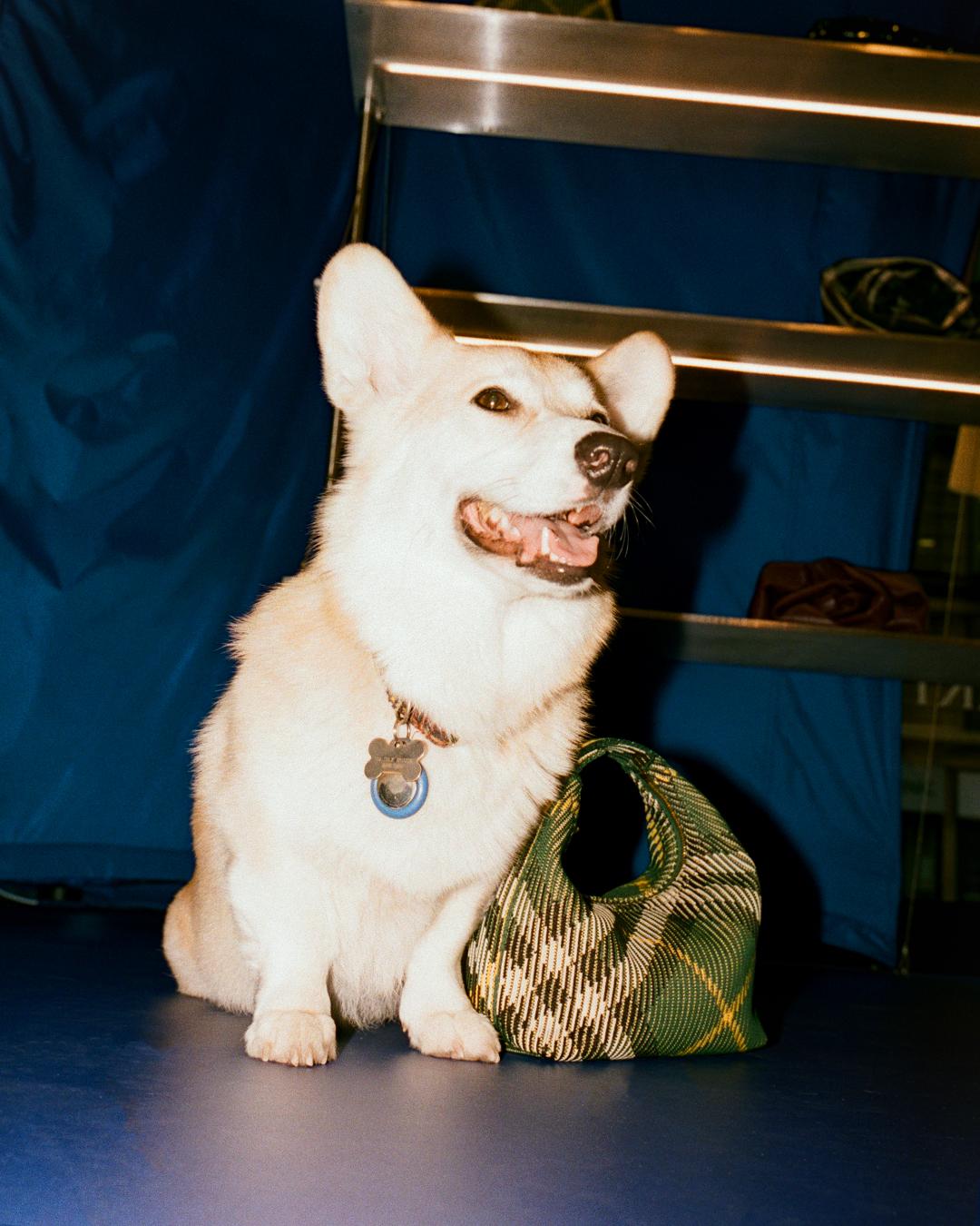 Fashion in 2024 said "I got that dog in me": here's the best canine campaigns of the year