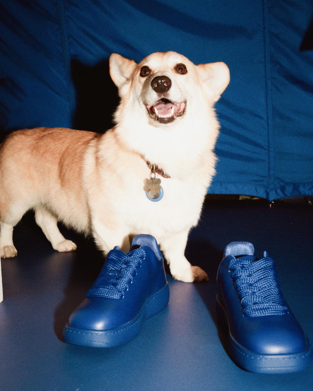 We took a Corgi to sniff out the new Burberry x Harrods takeover