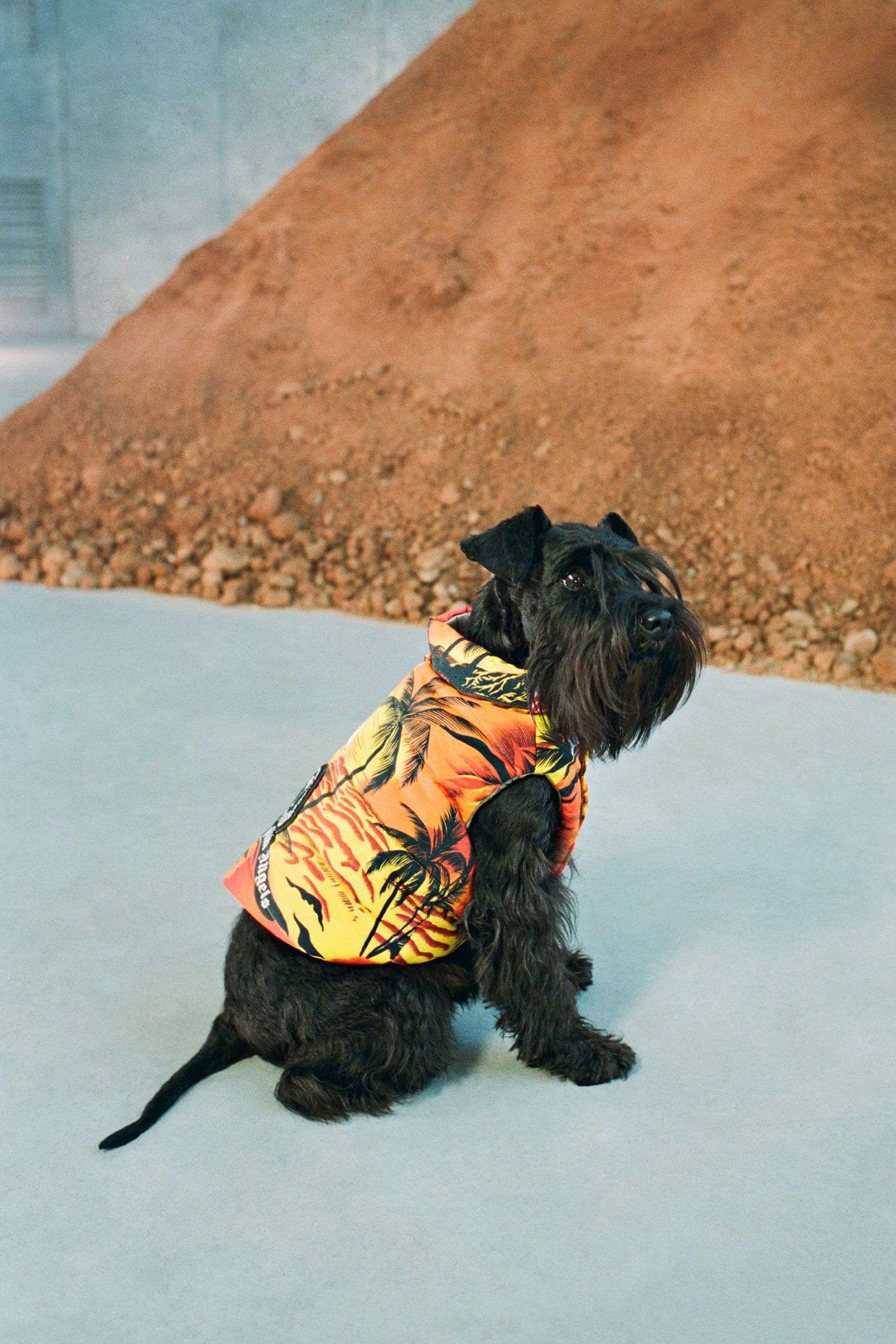 SURFING & WINTER GO HAND IN HAND, ACCORDING TO MONCLER & PALM ANGELS