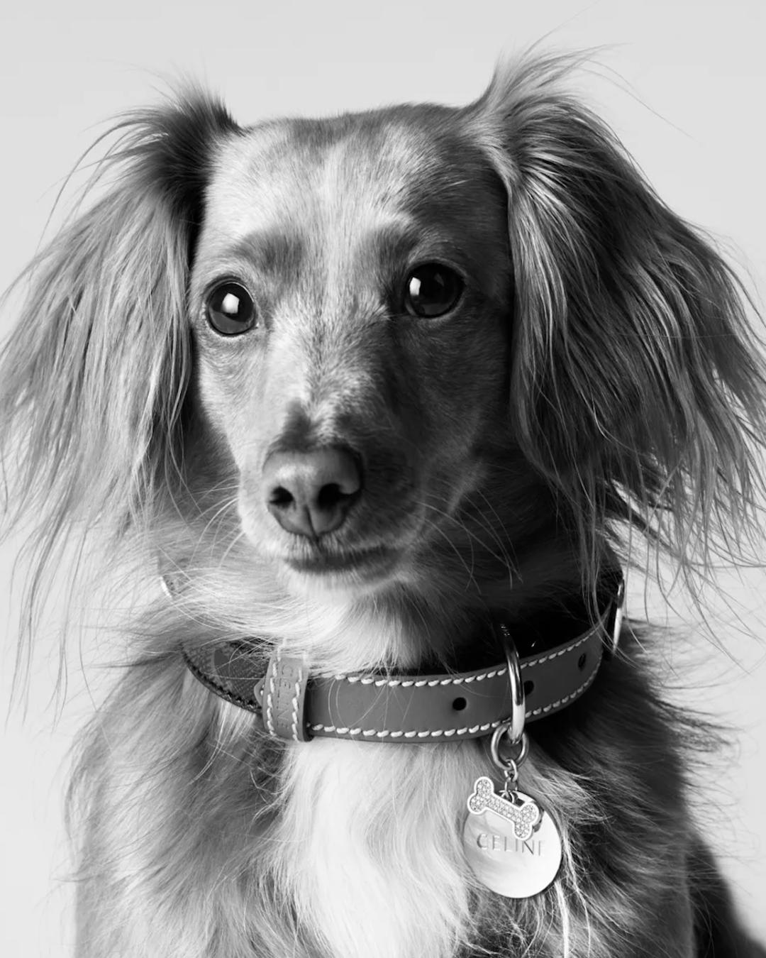 All bark and no bite: why are dogs dominating fashion right now?